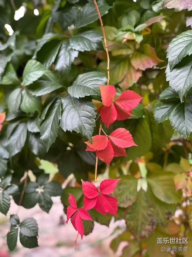 【旅途中的精彩時刻】秋游爬山，沿途風景，記錄