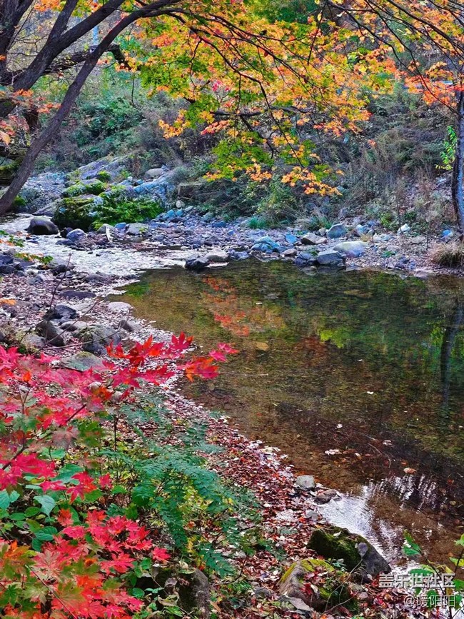 【旅途中的精彩時刻】本溪的楓葉紅了