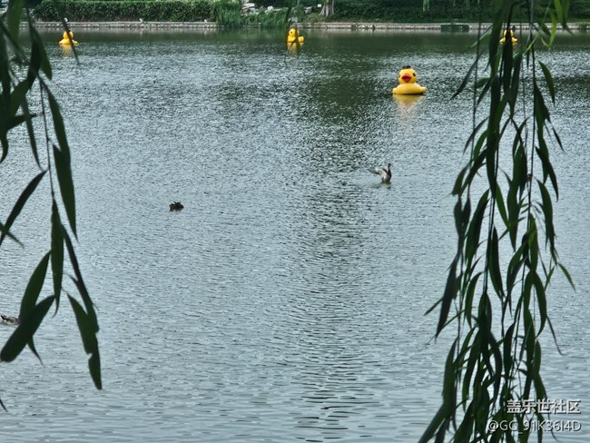 【生活微光】游園觀湖景