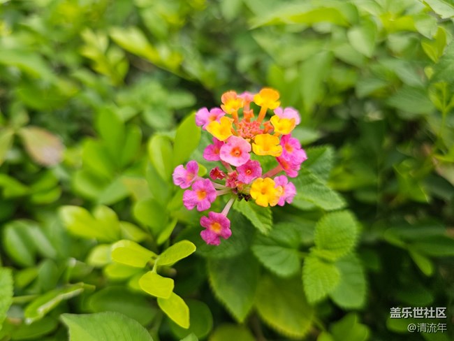 【捕捉生活中的對(duì)比色】美妙自然色彩