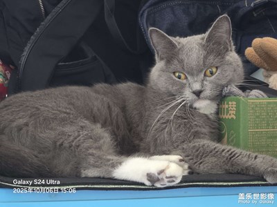 【小團(tuán)圓】家有萌寵