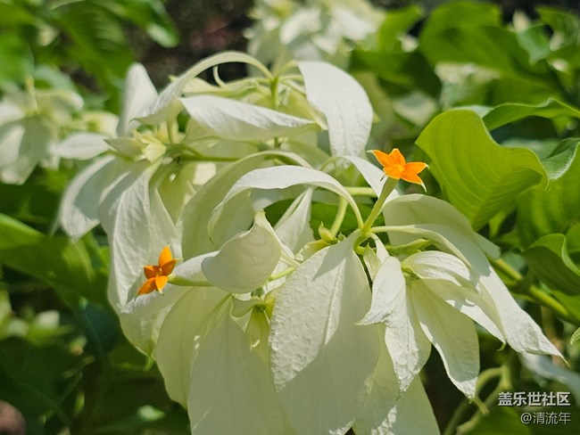 【被遺忘的角落】美妙時刻