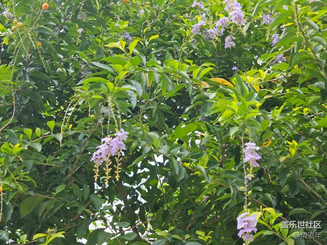 【捕捉生活中的對(duì)比色】美妙自然色彩