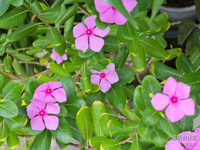 【捕捉生活中的對(duì)比色】美妙自然色彩