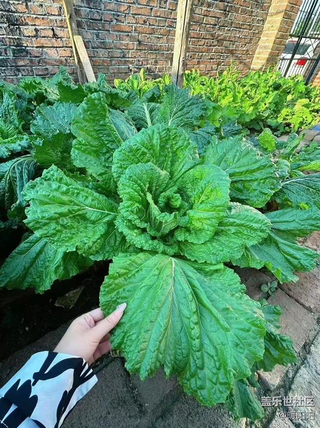 【旅途中的精彩時(shí)刻】十一的歸屬感，是回到農(nóng)村小院的那一刻。