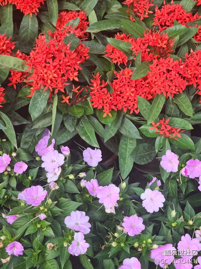 【我與蓋樂世社區(qū)】色彩日記