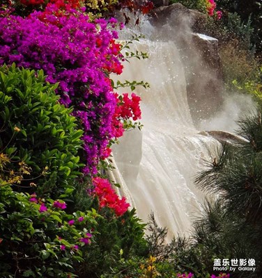 【小團(tuán)圓】+花壇