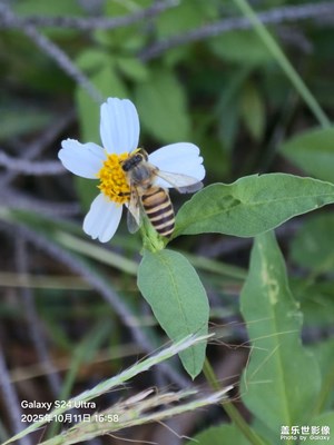 【小團(tuán)圓】海邊隨拍蜜蜂采蜜