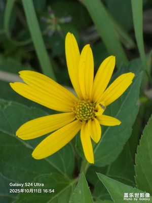 【小團(tuán)圓】海邊雜草叢隨拍