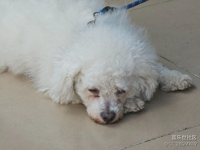 【我與蓋樂世社區(qū)】快樂老家