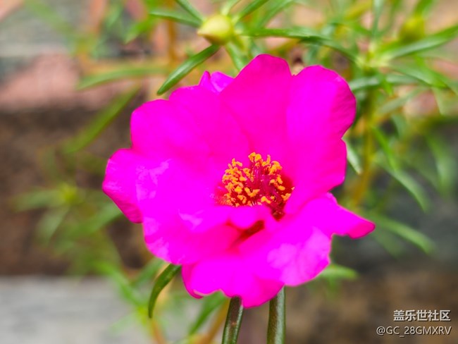 【捕捉生活中的對(duì)比色】多彩花開