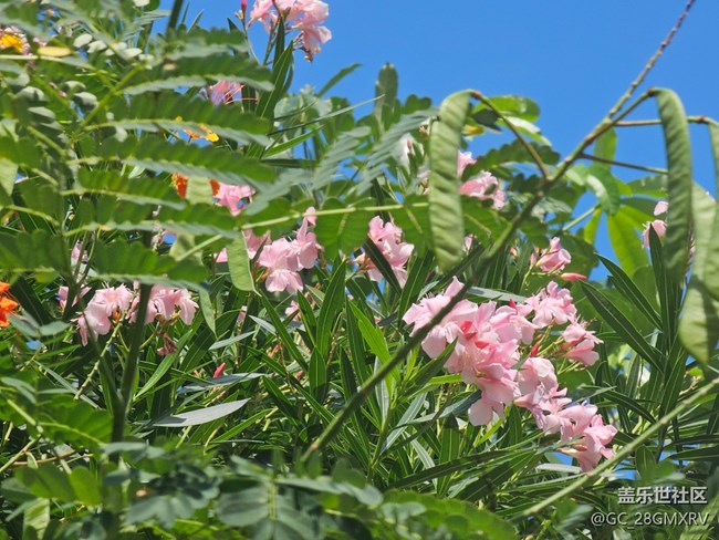 【我與蓋樂世社區(qū)】快樂老家