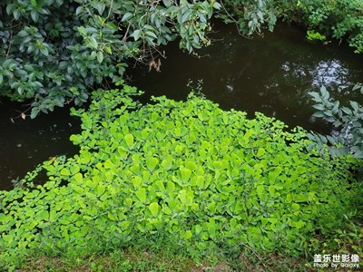 南京中山陵的水芙蓉