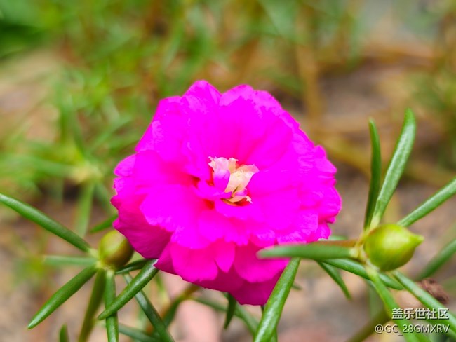 【捕捉生活中的對(duì)比色】多彩花開