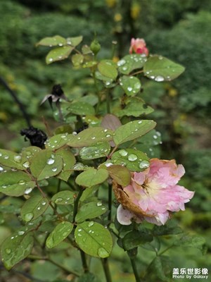 【小團圓】+雨后小景