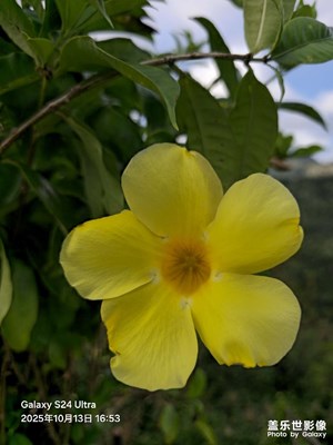 【小團(tuán)圓】一花一草一世界