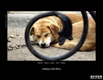 黑色相框之圣母院小黑小黃