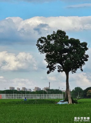 秋季的郊野公園
