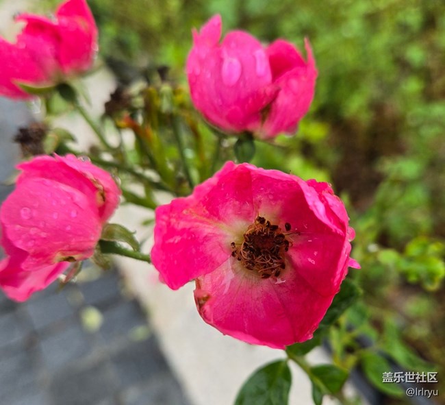 【秋意調(diào)色盤】秋雨中的花