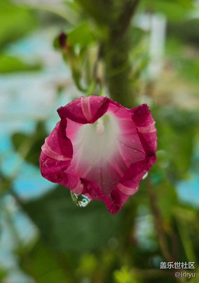 【秋意調(diào)色盤】秋雨中的花