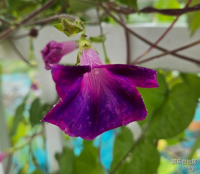 【秋意調(diào)色盤】秋雨中的花