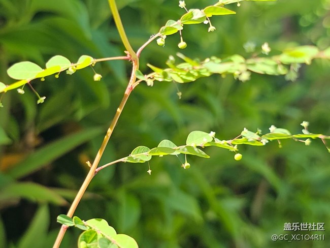 【歡迎來我的家鄉(xiāng)】家鄉(xiāng)景色