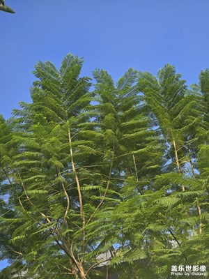 【小團(tuán)圓】藍(lán)天