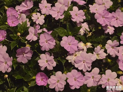 【小團圓】日常時刻