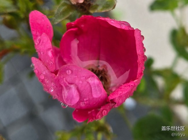 【秋意調(diào)色盤】秋雨中的花