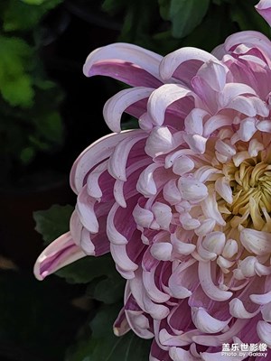 【小團(tuán)圓】節(jié)日的菊花