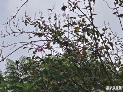 【小團圓】+尋覓