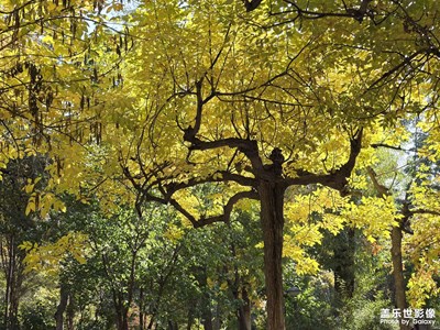 【秋日麗影】+公園20分鐘放松效應(yīng)