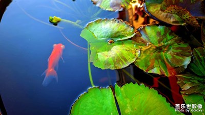 又雙叒叕是下雨天