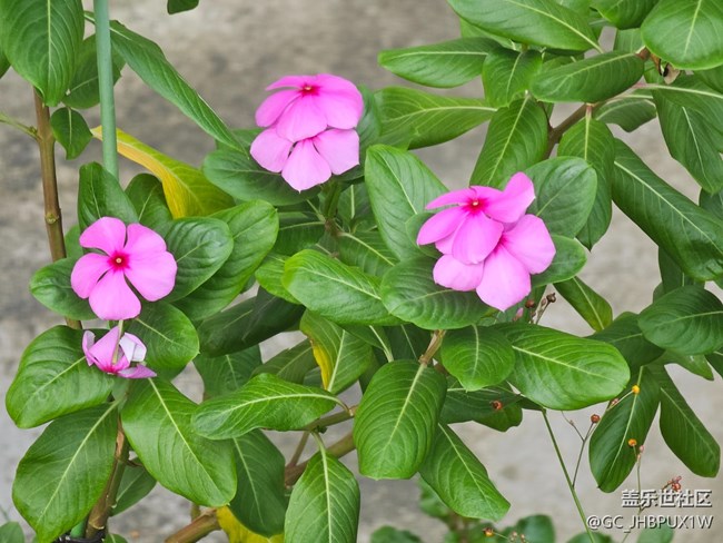 【我與蓋樂世社區(qū)】豐富生活