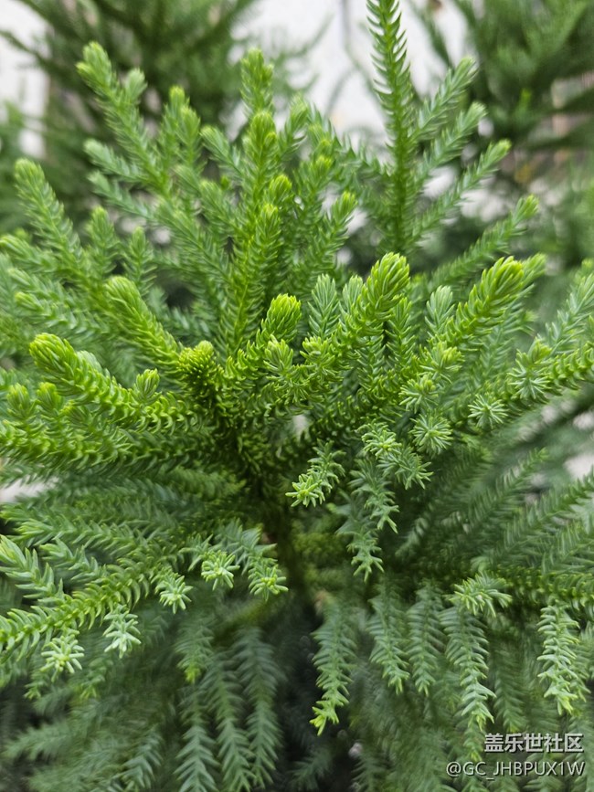 【我與蓋樂世社區(qū)】豐富生活