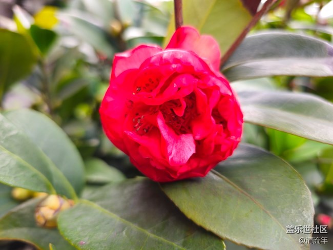 【我與蓋樂(lè)世社區(qū)】花朵開(kāi)放