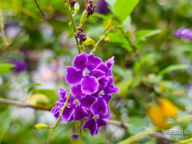 【我與蓋樂(lè)世社區(qū)】花朵開(kāi)放