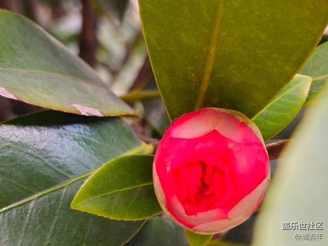 【我與蓋樂(lè)世社區(qū)】花朵開(kāi)放