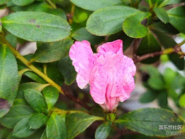 【我與蓋樂(lè)世社區(qū)】花朵開(kāi)放