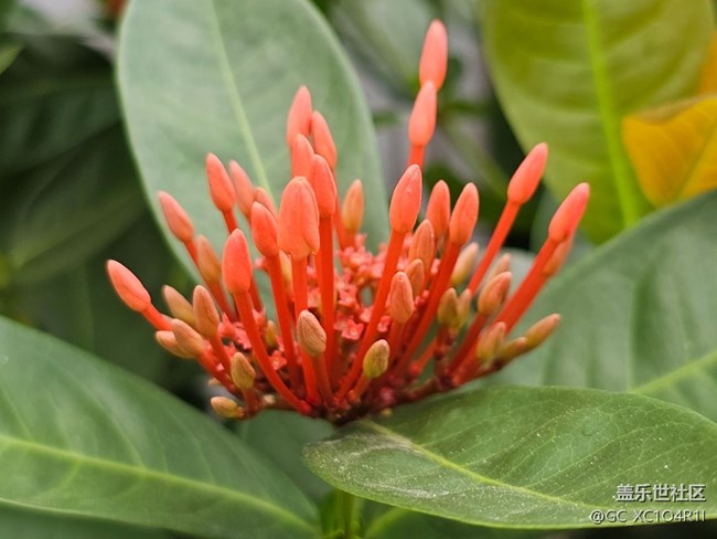 【我與蓋樂(lè)世社區(qū)】日常時(shí)光