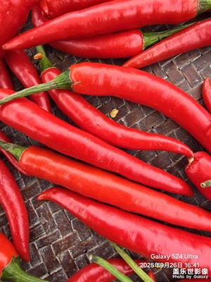 【秋日麗影】+曬辣椒