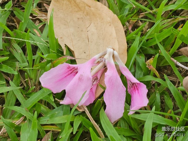 【我與蓋樂(lè)世社區(qū)】日常時(shí)光