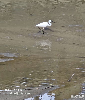 【秋日麗影】偶遇白鷺溪邊美食 B