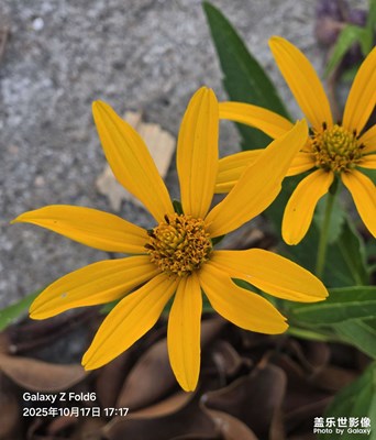 【秋日麗影】田園野花