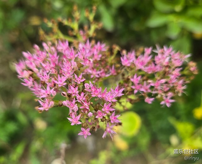 【秋天的明信片】采擷秋色