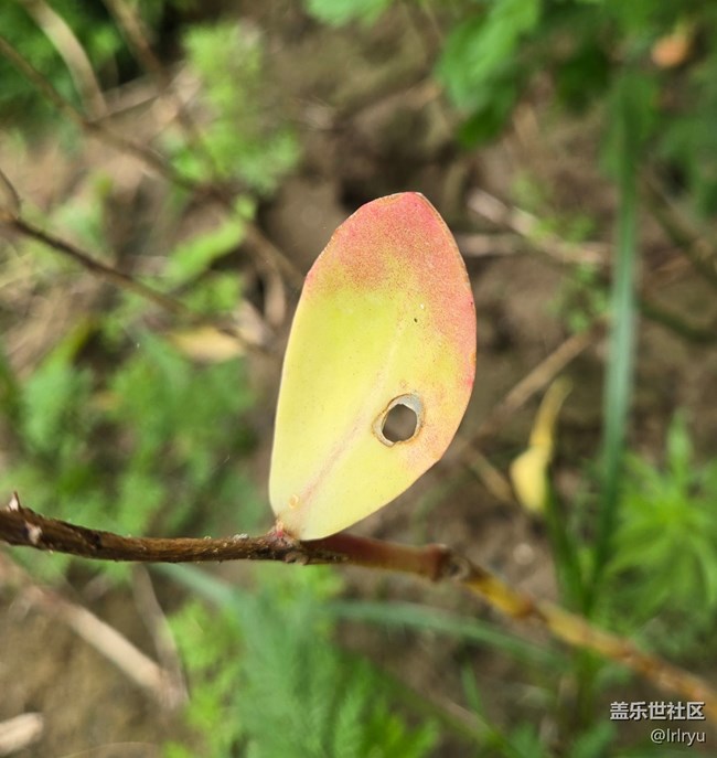 【秋天的明信片】采擷秋色