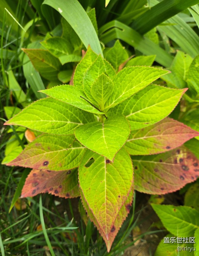 【秋天的明信片】采擷秋色