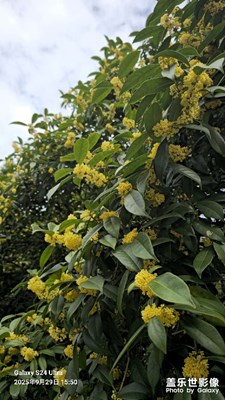 桂花香，中秋到