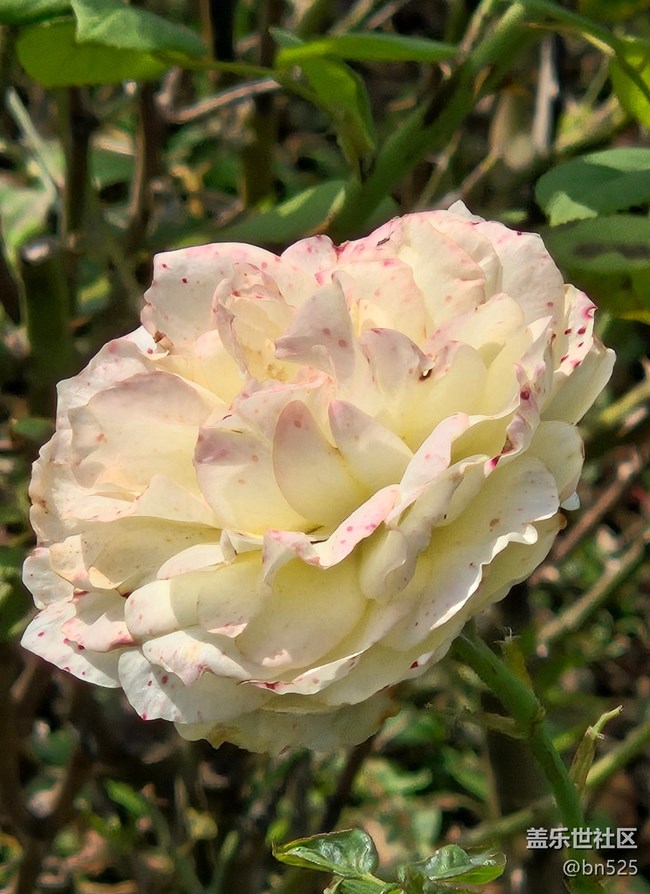 【秋意調(diào)色盤】秋天的花