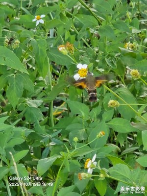 【秋日麗影】小飛俠蜂鳥鷹蛾